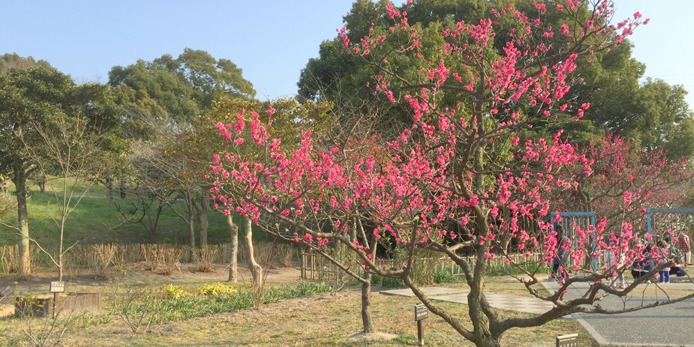 🌸 소부리 연못 매화숲(소부리이케 바이린) 이미지 1